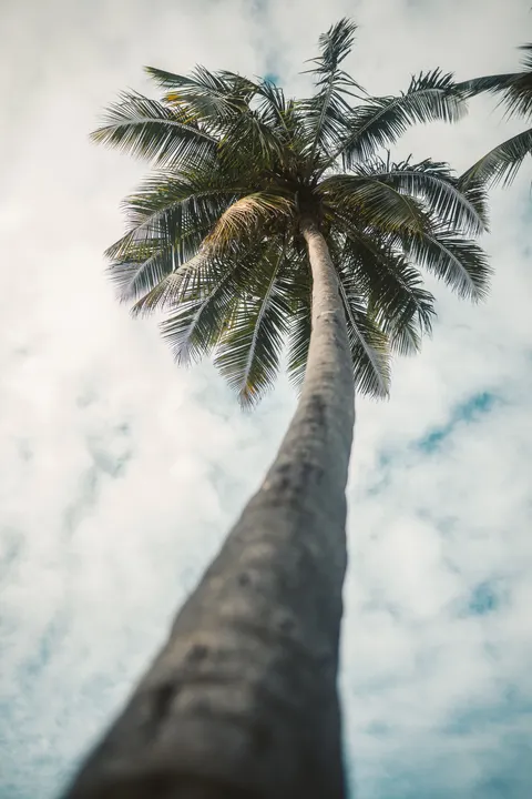 Palm Sky Phone Wallpaper · vertical · 1440×2160