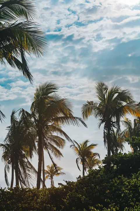 Palm Sky Phone Wallpaper · vertical · 1440×2160