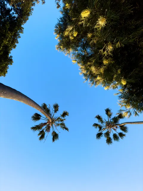 Palm Sky Phone Wallpaper · vertical · 1440×1920