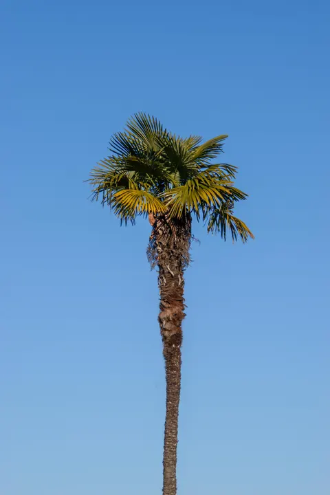 Palm Sky Phone Wallpaper · vertical · 1440×2160