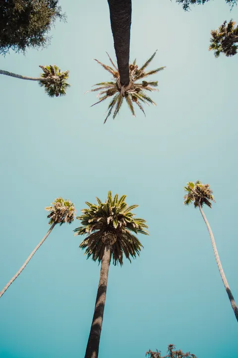 Palm Sky Phone Wallpaper · vertical · 1440×2160