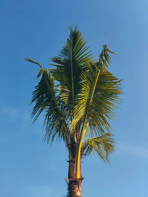 Palm Sky Phone Wallpaper · vertical · 1440×1913