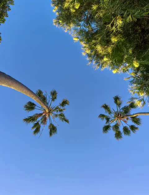 Palm Sky Phone Wallpaper · vertical · 1440×1885