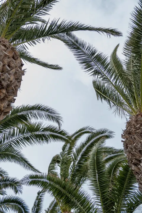 Palm Sky Phone Wallpaper · vertical · 1440×2160