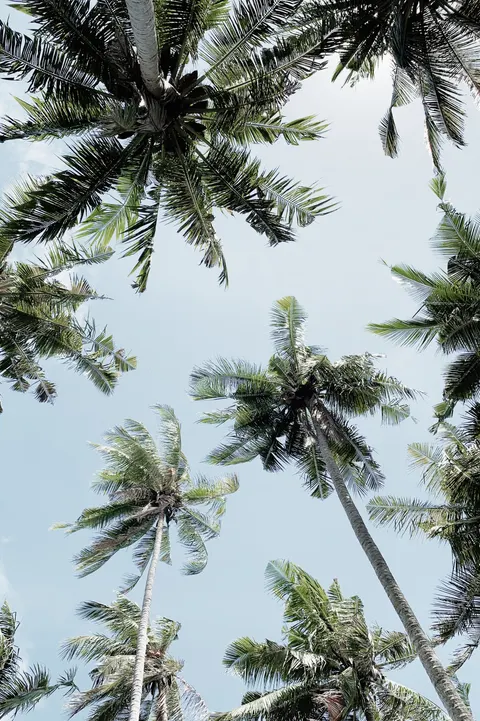 Palm Sky Phone Wallpaper · vertical · 1440×2164