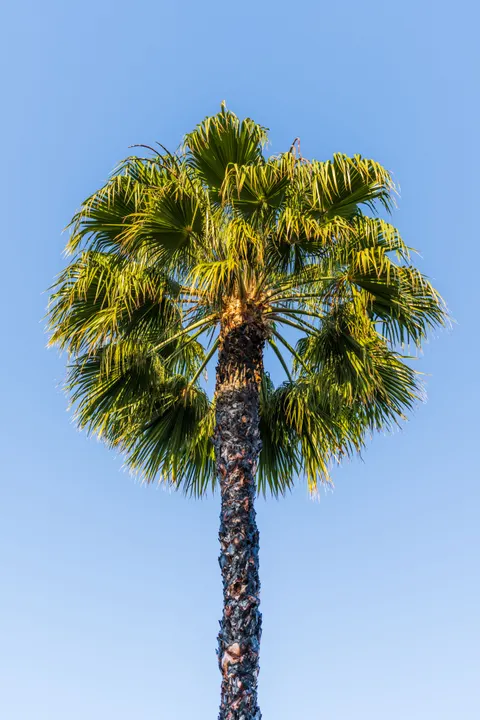 Palm Sky Phone Wallpaper · vertical · 1440×2160