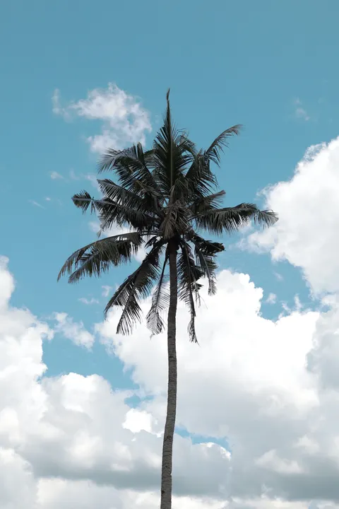 Palm Sky Phone Wallpaper · vertical · 1440×2160