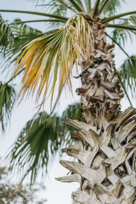 Palm Sky Phone Wallpaper · vertical · 1440×2157
