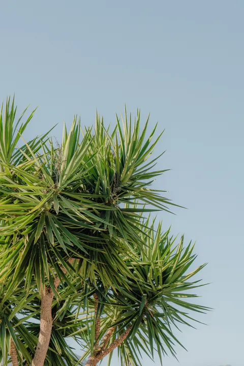 Palm Sky Phone Wallpaper · vertical · 1440×2160