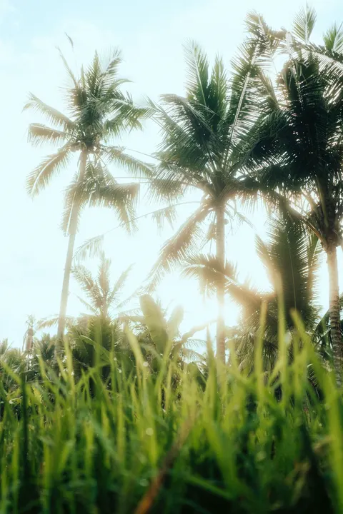 Palm Sky Phone Wallpaper · vertical · 1440×2160