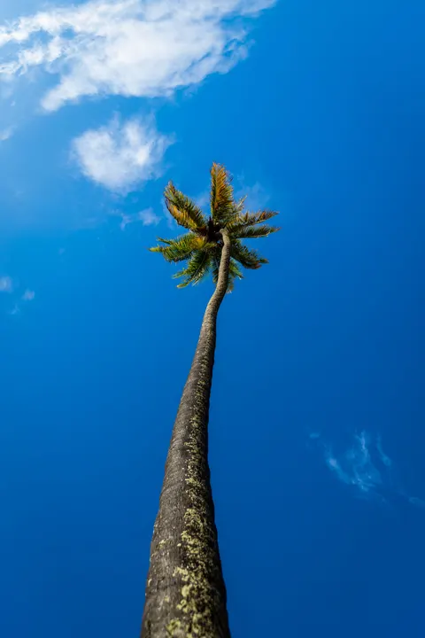 Palm Sky Phone Wallpaper · vertical · 1440×2160