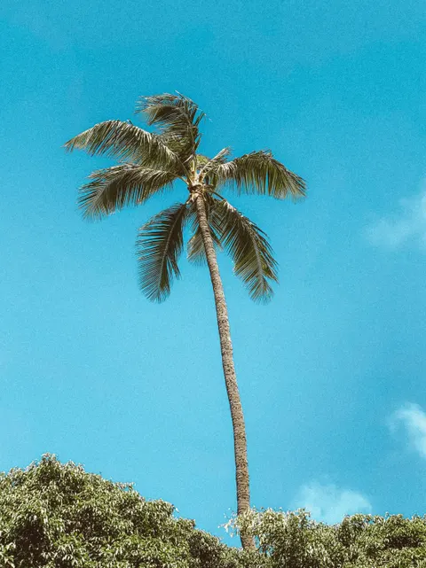 Palm Sky Phone Wallpaper · vertical · 1440×1920