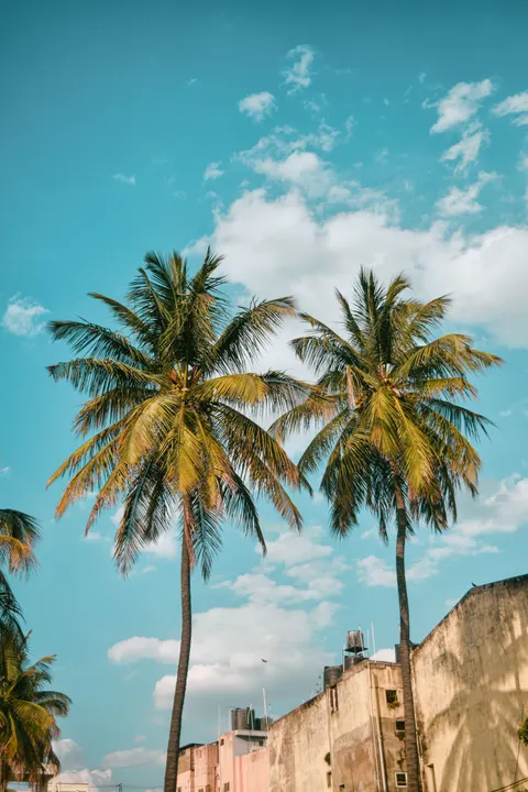 Palm Sky Phone Wallpaper · vertical · 1440×2160