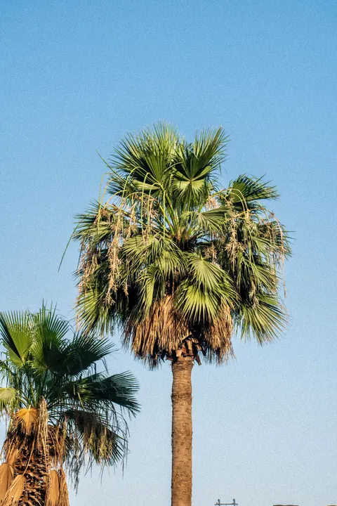 Palm Sky Phone Wallpaper · vertical · 1440×2160