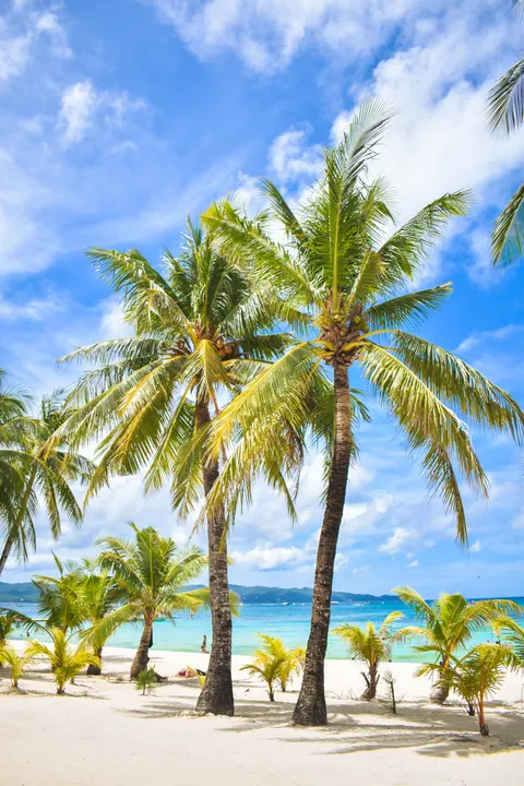 Palm Sky Phone Wallpaper · vertical · 1440×2160