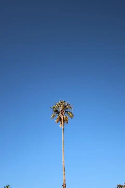 Palm Sky Phone Wallpaper · vertical · 1440×2160