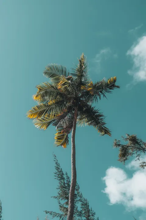 Palm Sky Phone Wallpaper · vertical · 1440×2160