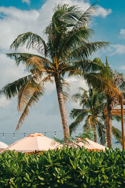 Palm Sky Phone Wallpaper · vertical · 1440×2160