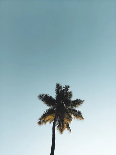 Palm Sky Phone Wallpaper · vertical · 1440×1920