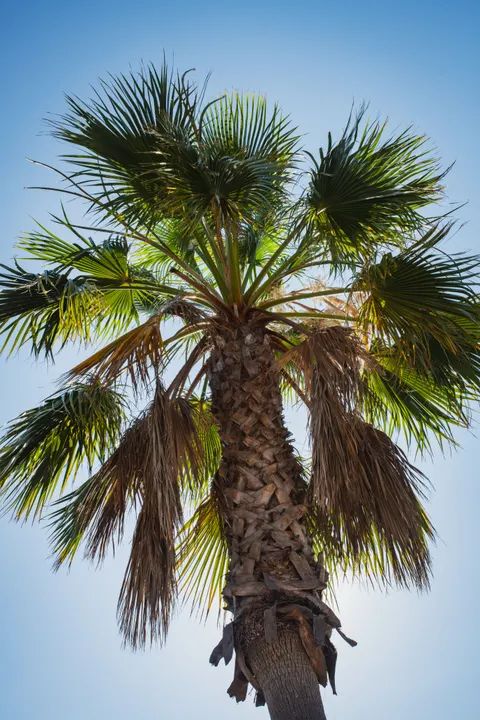Palm Sky Phone Wallpaper · vertical · 1440×2160
