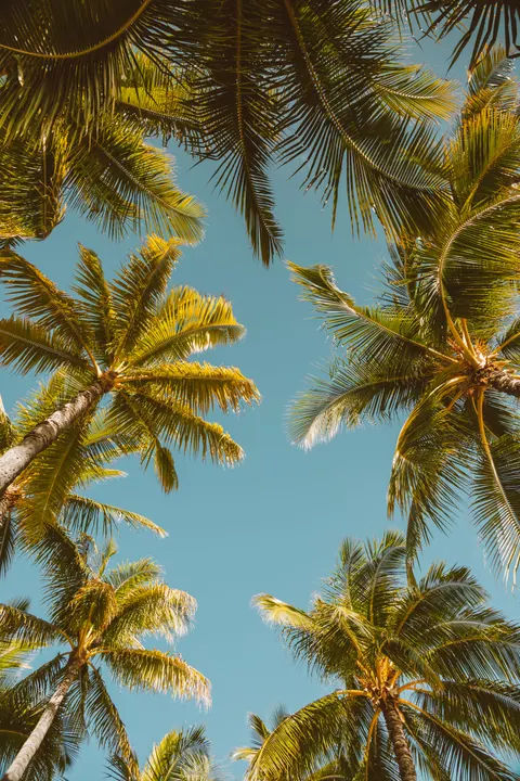 Palm Sky Phone Wallpaper · vertical · 1440×2160