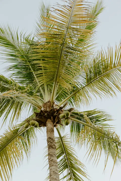 Palm Sky Phone Wallpaper · vertical · 1440×2160