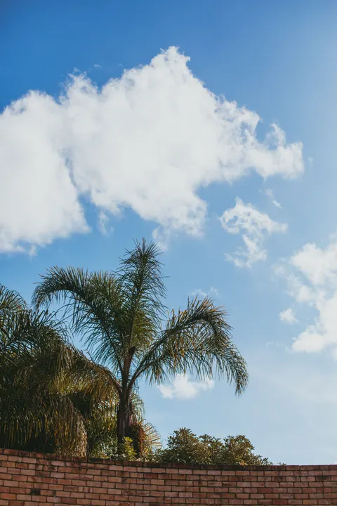 Palm Sky Phone Wallpaper · vertical · 1440×2160