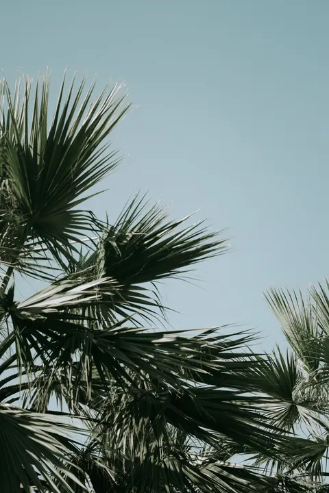 Palm Sky Phone Wallpaper · vertical · 1440×2160