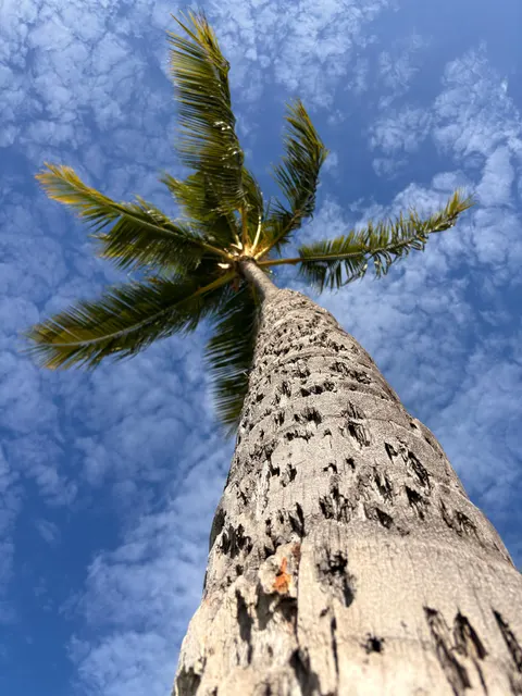 Palm Sky Phone Wallpaper · vertical · 1440×1920
