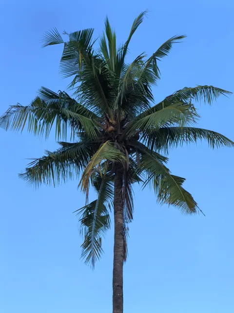 Palm Sky Phone Wallpaper · vertical · 1440×1920