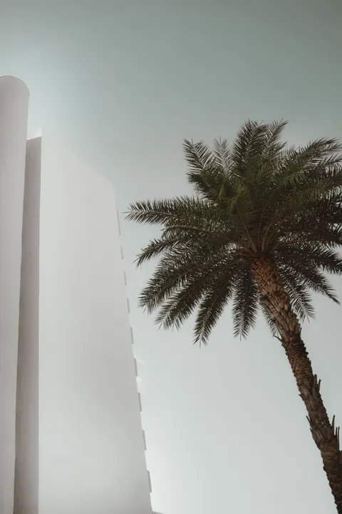Palm Sky Phone Wallpaper · vertical · 1440×2160