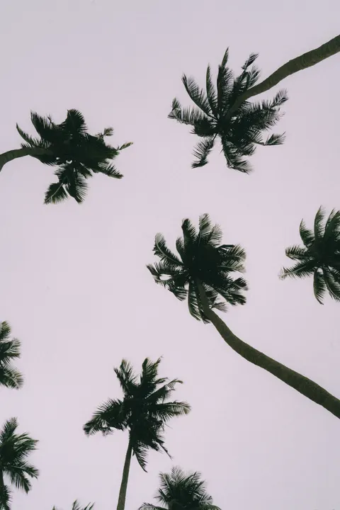 Palm Sky Phone Wallpaper · vertical · 1440×2160