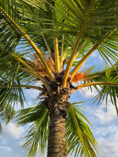 Palm Sky Phone Wallpaper · vertical · 1440×1920