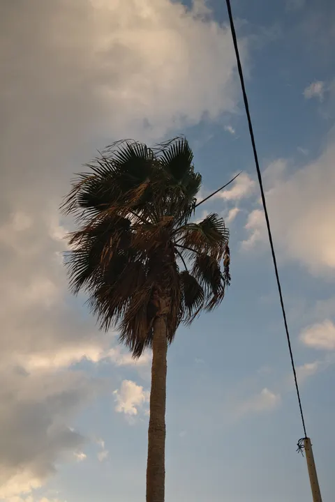 Palm Sky Phone Wallpaper · vertical · 1440×2160