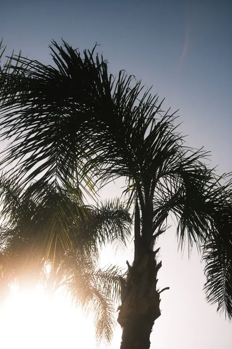 Palm Sky Phone Wallpaper · vertical · 1440×2160