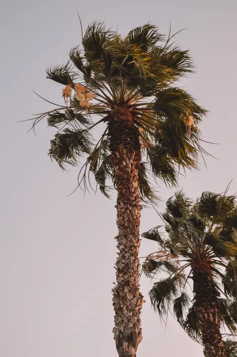 Palm Sky Phone Wallpaper · vertical · 1440×2166