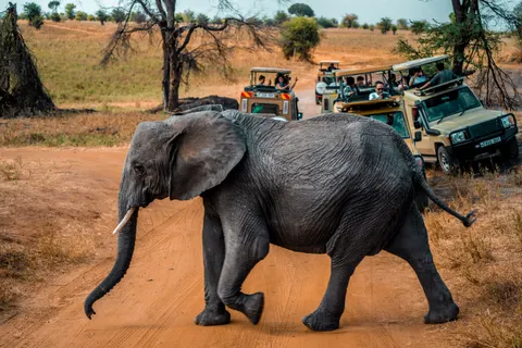 Elephant 4K Wallpaper · animals · 3840×2560