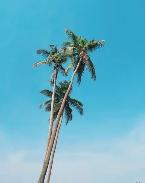 Palm Sky Phone Wallpaper · vertical · 1440×1822