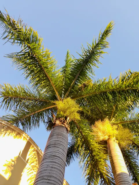 Palm Sky Phone Wallpaper · vertical · 1440×1920