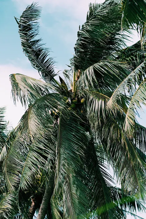 Palm Sky Phone Wallpaper · vertical · 1440×2160