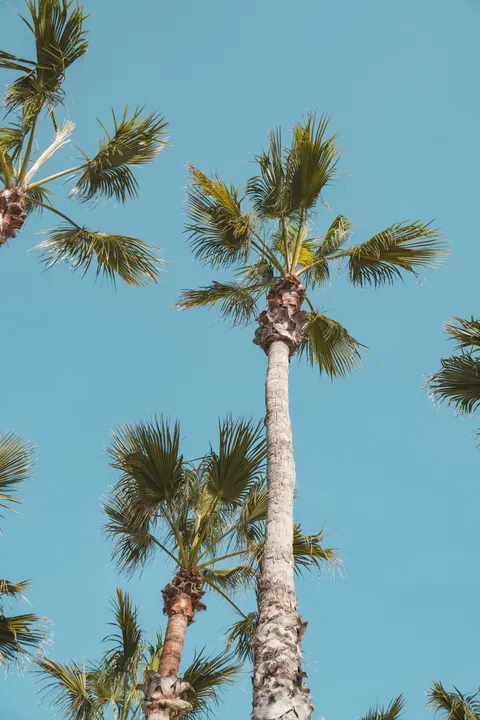 Palm Sky Phone Wallpaper · vertical · 1440×2160