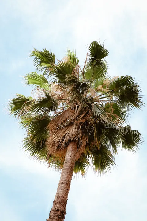 Palm Sky Phone Wallpaper · vertical · 1440×2160