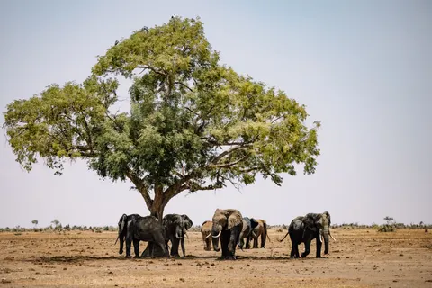 خلفية فيل بدقة 4K · animals · 3840×2561