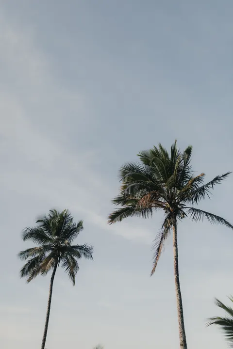 Palm Sky Phone Wallpaper · vertical · 1440×2160