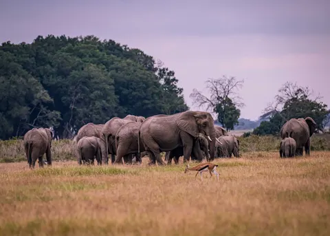 Elephant 4K Wallpaper · animals · 3840×2743