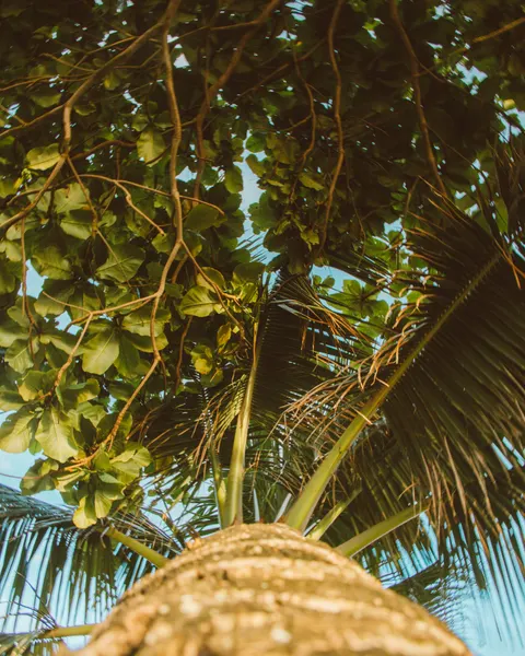 Palm Sky Phone Wallpaper · vertical · 1440×1800