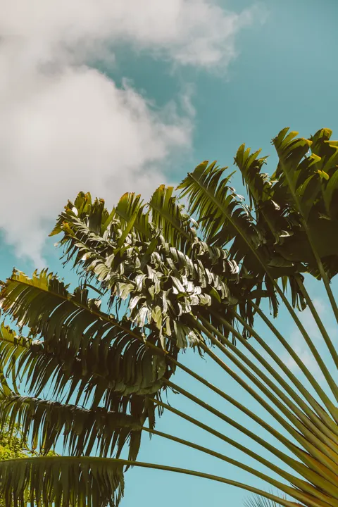 Palm Sky Phone Wallpaper · vertical · 1440×2160