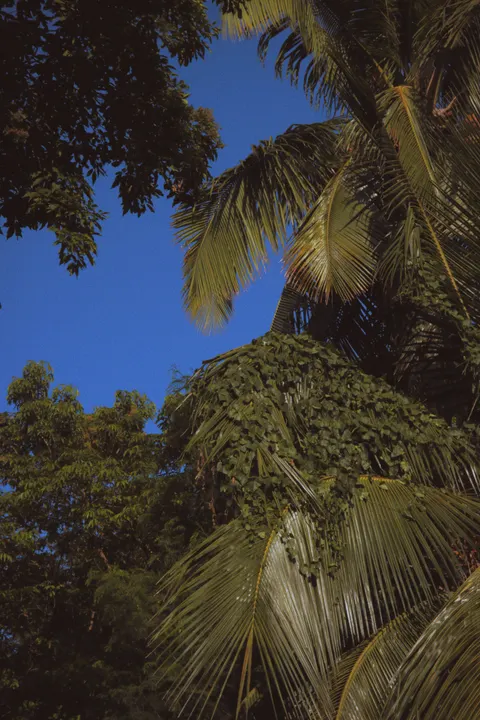 Palm Sky Phone Wallpaper · vertical · 1440×2160