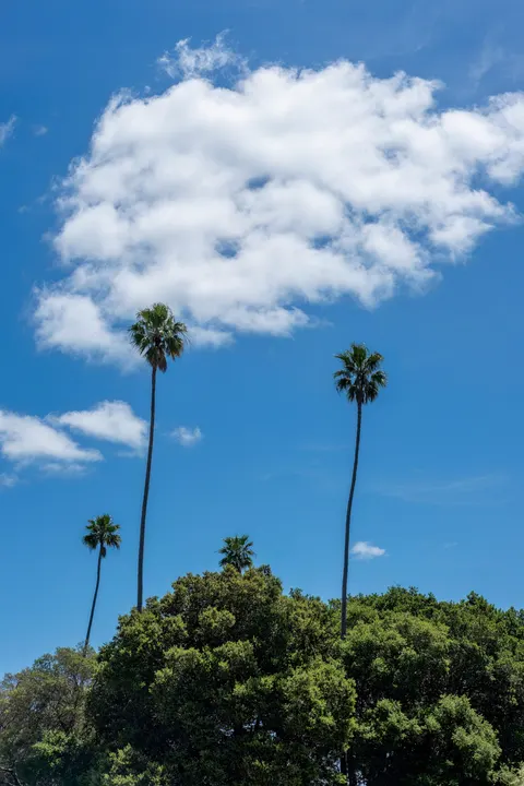 Palm Sky Phone Wallpaper · vertical · 1440×2160