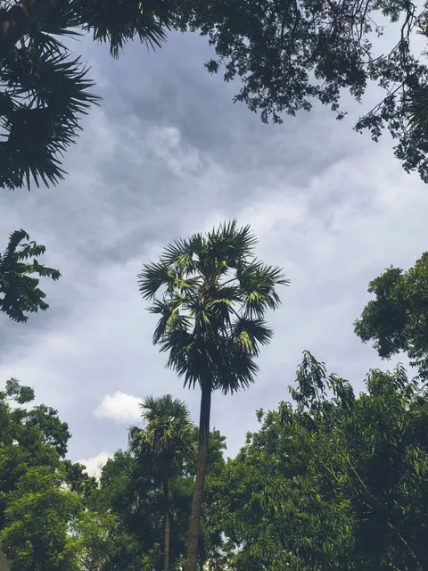 Palm Sky Phone Wallpaper · vertical · 1440×1920